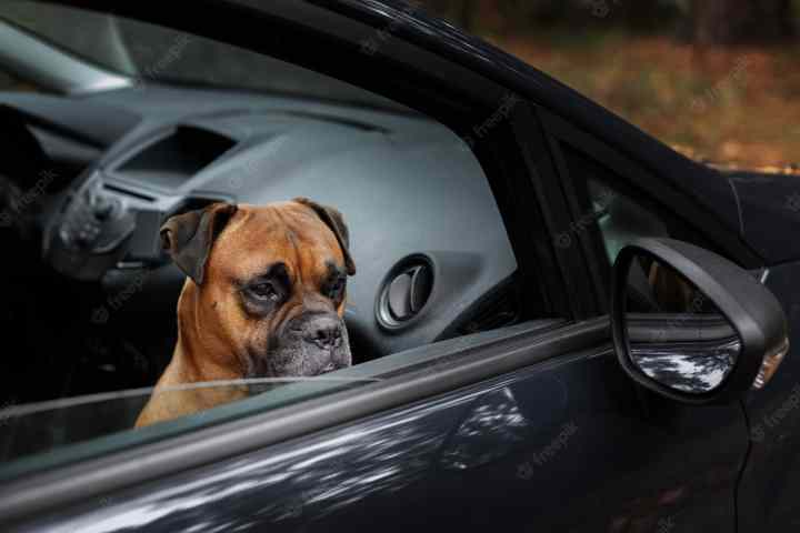 Auto in sosta e finestrini aperti. Si rischia una multa, anche se molti lo fanno per far respirare il cane. Ph@web
